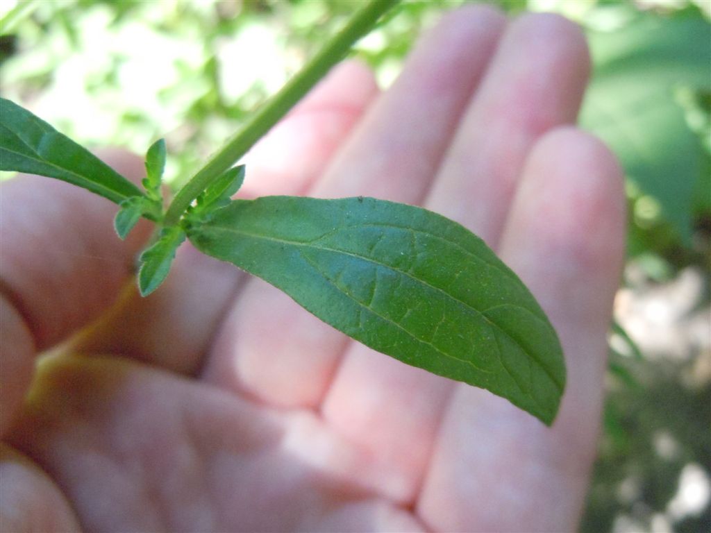 Verbena officinalis